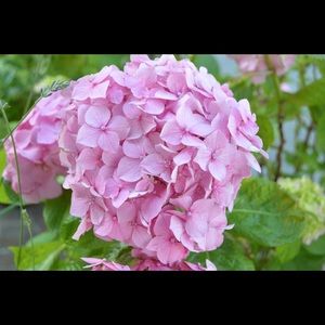 Meet your Posher, Ann